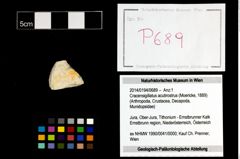 Foto (Objekt + Etikett) von Cracensigillatus acutirostrus (Moericke, 1889)  (NHMW-GEO-2014-0194-0689)